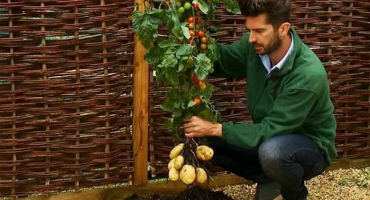 Popis křížené odrůdy rajčete a její pěstování